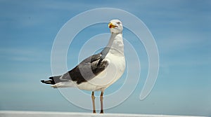 The curious gull is approaching, has no fear because it is used to our presence photo