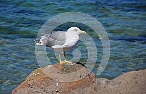 Curious Seagull on the Rocks