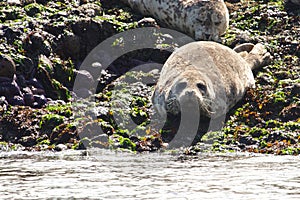 Curious Seal 1