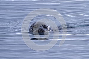 A curious seal