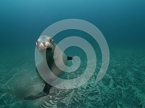 Curious Sealion