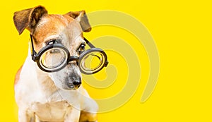 Curious serious cute dog jack russell terrier in glasses on yellow background. horizontal banner. back to school