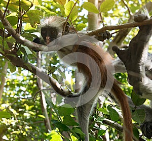 Curious shaggy ape on a tree in Jozani Chwaka Bay National Park