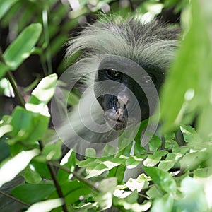 Curious shaggy ape on a tree in Jozani Chwaka Bay National Park