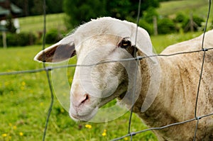 Curious sheared sheep on a green pasture behind a mesh fence