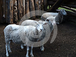 Curious sheep