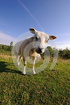 Curious sheep