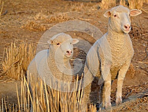 Curious sheep