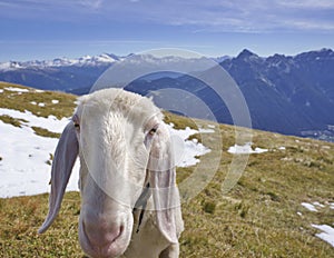 A curious sheep in the austrian alps, snowy mountain background