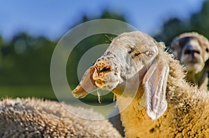 Curious sheep - close up