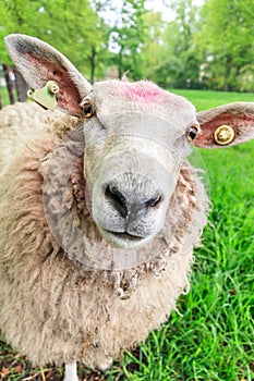 Curious sheep