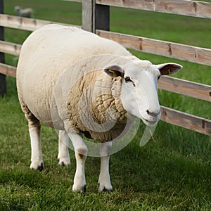 Curious sheep exploring its surroundings on the tranquil farm photo