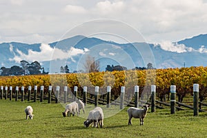 Curious sheep grazing in autumn vineyard