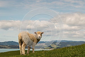 Curious sheep looking back