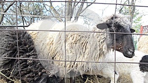 Curious sheep looking at camera and waiting for food. Herds Of Sheep and lambs on the farm. Sheep eating hey on the pasture near s