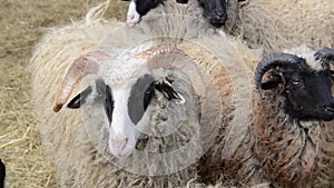 Curious sheep looking at camera and waiting for food. Herds Of Sheep and lambs on the farm. Sheep eating hey on the pasture near s