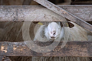 curious sheep looking through the fence