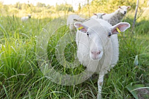 Curious sheep