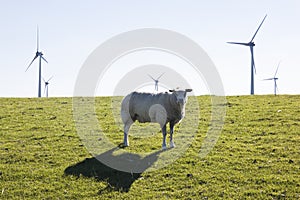 Curious sheep and wind turbines near the dutch Waddenzee