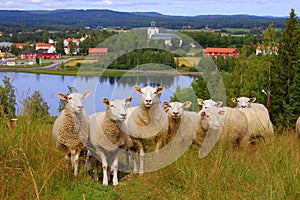 Curious sheeps