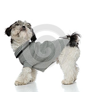 Curious shih tzu wearing grey sweatshirt standing and looking up