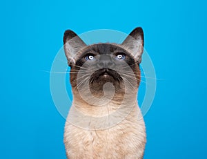 curious siamese cat portrait with blue eyes looking up on blue background