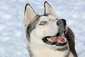 Curious Siberian Husky