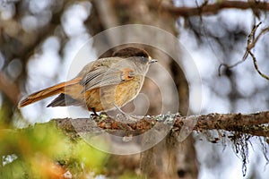 Curious Siberian jay (Perisoreus infaustus) sitting on a twig