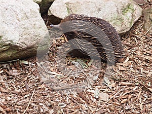 Curious Small-Beaked Echidna Prying for Food.