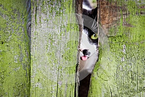 Curious small cat with green eyes and tongue out of mouth