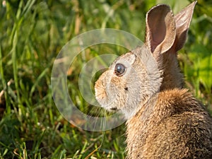 Curious rabbit