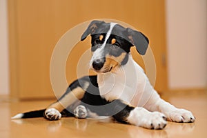 Curious Smooth Collie puppy lying on the floor