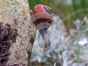 Curious snail