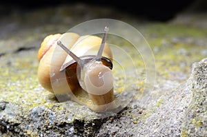 The Curious Snail.