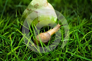 Curious snail and fruit scene