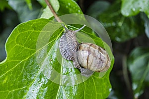 Curious snail in the garden