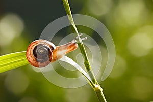 Curious Snail on grass blade