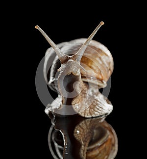 Curious snail portrait