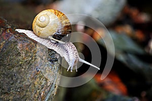 Curious snail on stone