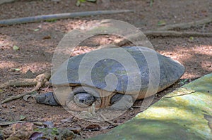 Curious Softshell Turtle