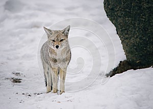 A curious south american Gray Fox on the snow near El Calafate, Patagonia, Argentina photo