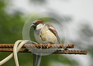 Curious Sparrow bird