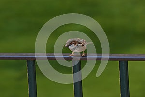 Curious sparrow bird photo