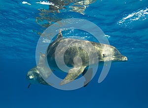 Curious Spotted Dolphin