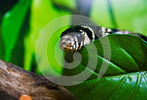 Curious spotted snake among the leaves