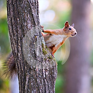 Curious squirrel