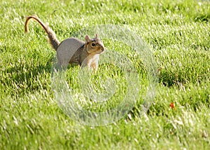 Curious Squirrel