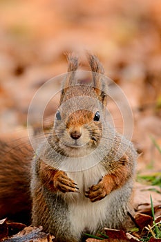 Curious squirrel