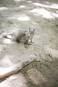 A Curious Squirrel