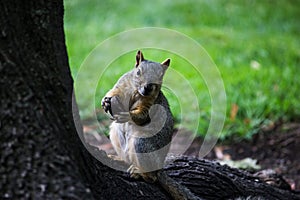 Curious Squirrel